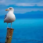 Gaivota Sesimbra