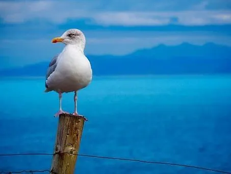 Gaivota Сесимбра